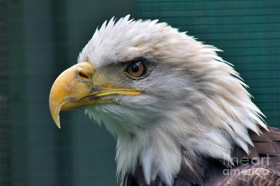 Bald Eagle Stare Photograph by Yvonne M Smith