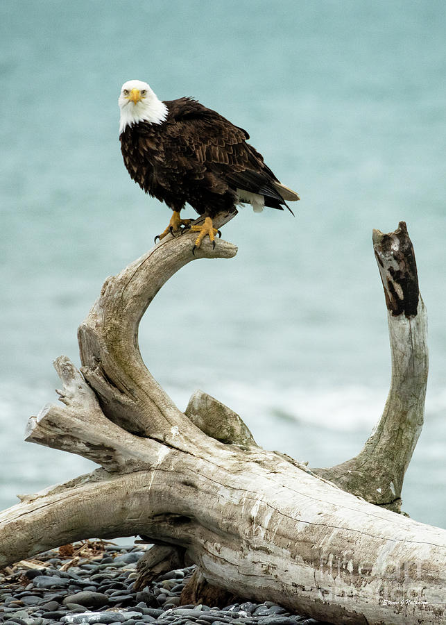 Bald Eagle Staring Photograph by Steven Natanson
