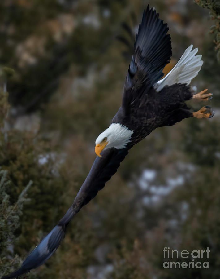 Bald Eagle Steep Dive Photograph by Steven Krull Fine Art America
