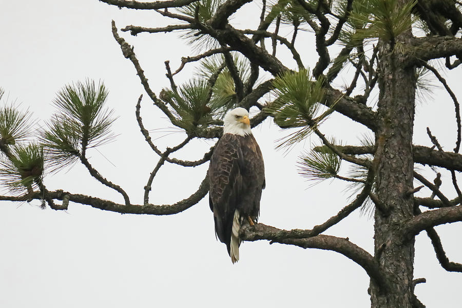 Bald Eagle Still On A Pine Bough Photograph