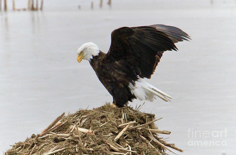 Bald Eagle Strength Photograph by Robin Erisman | Fine Art America