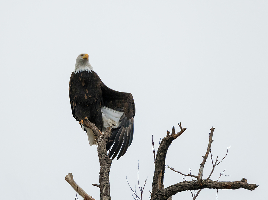 Bald Eagle Stretch Photograph by Loree Johnson