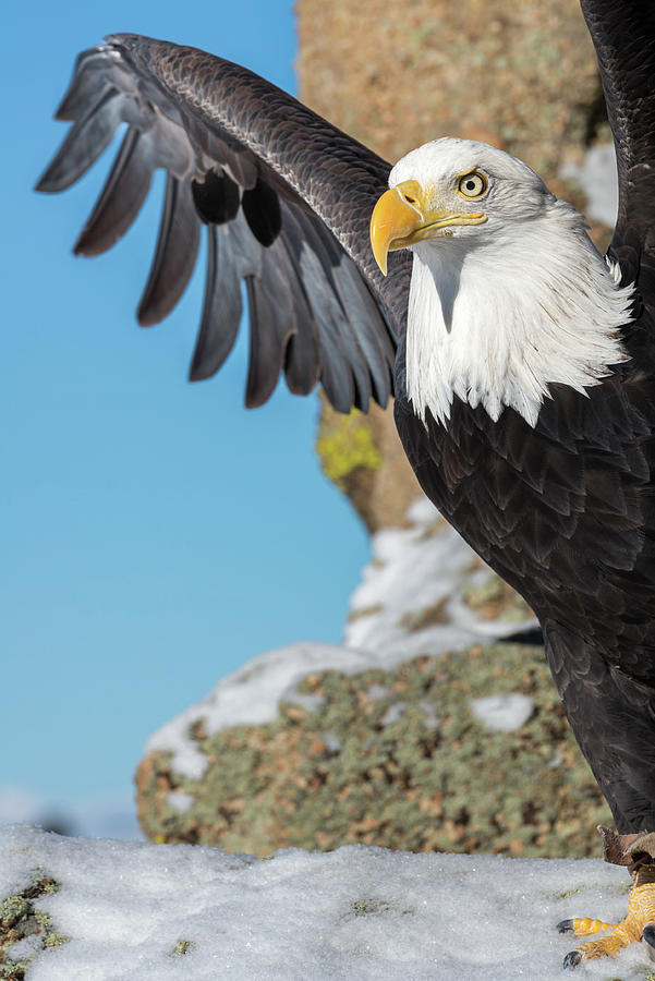 Bald Eagle Stretch Photograph by Phillip Rubino