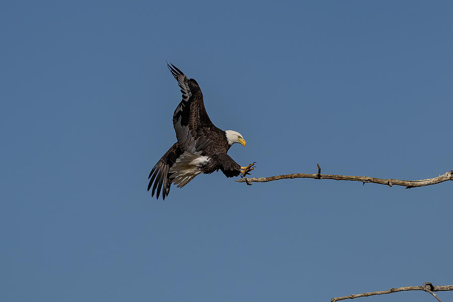 Bald Eagle Stretches for Landing Photograph by Tony Hake