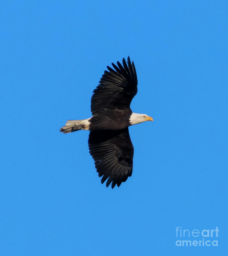 Bald Eagle Stretching Her Wings Photograph