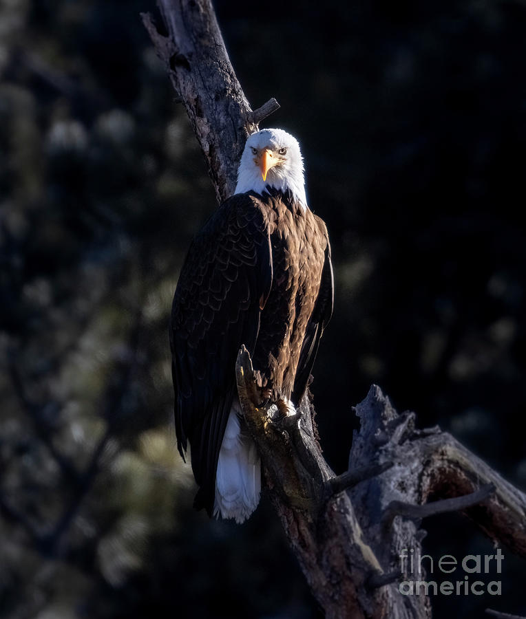 Bald Eagle Strikes A Regal Pose Photograph