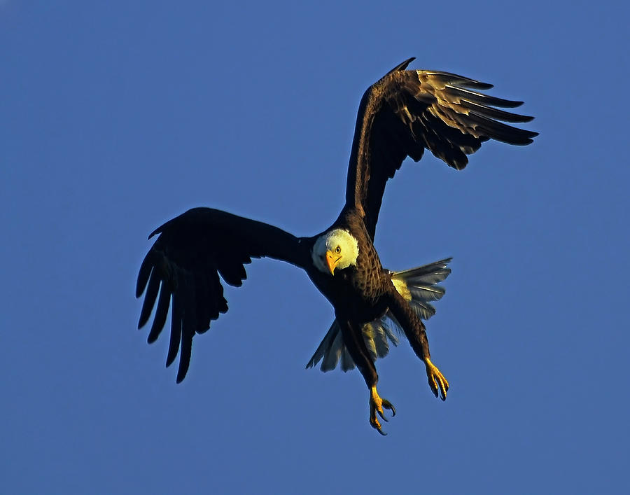 Bald Eagle Photograph by Stuart Harrison