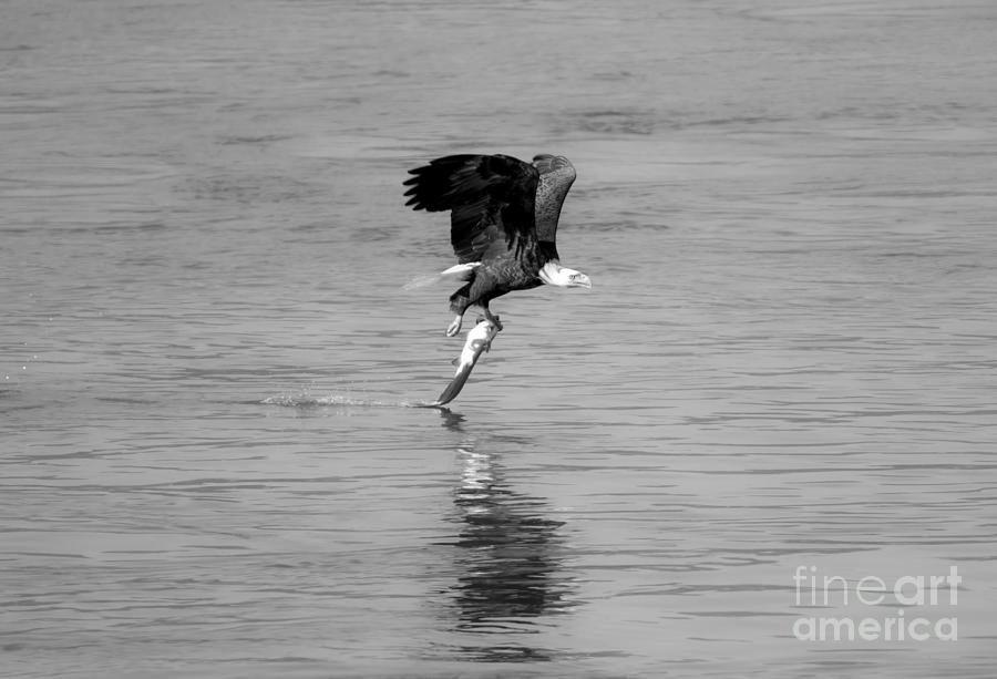 Bald Eagle Successful Swoop Black And White Photograph by Adam Jewell