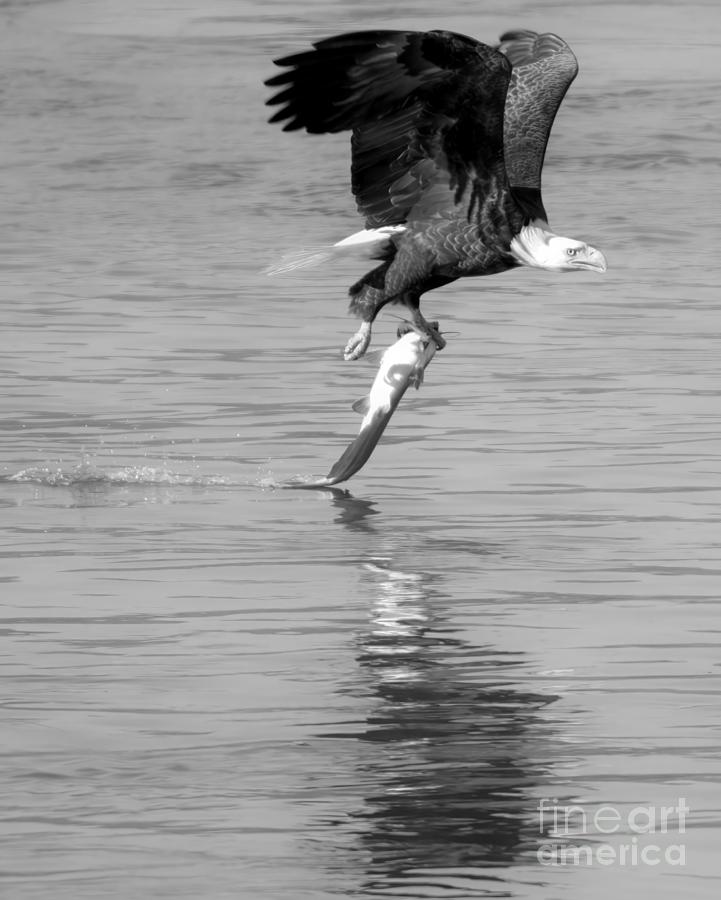 Bald Eagle Successful Swoop Closeup Black And White Photograph by Adam Jewell