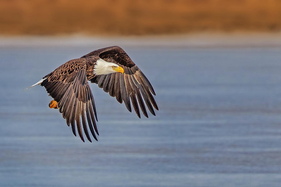 Bald Eagle  Photograph by Susan Candelario