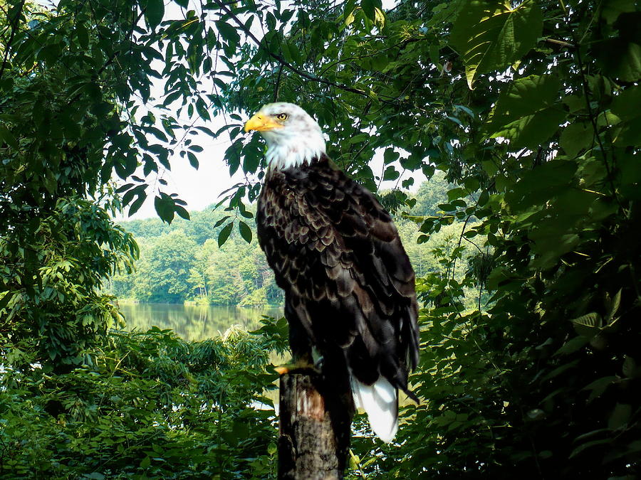 Bald Eagle  Photograph by Susan Hope Finley