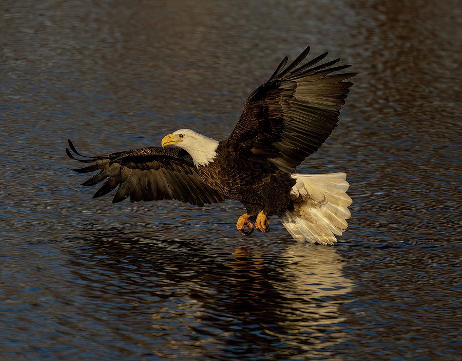Bald eagleTail Drag Photograph by Franklin Baker Fine Art America