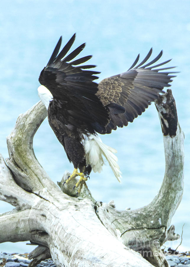 Bald Eagle Take Off Photograph by Steven Natanson