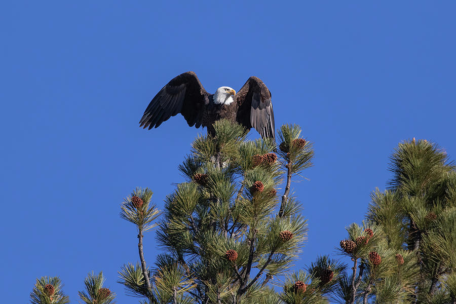 Bald Eagle Takeoff 1 Photograph by Randy Robbins