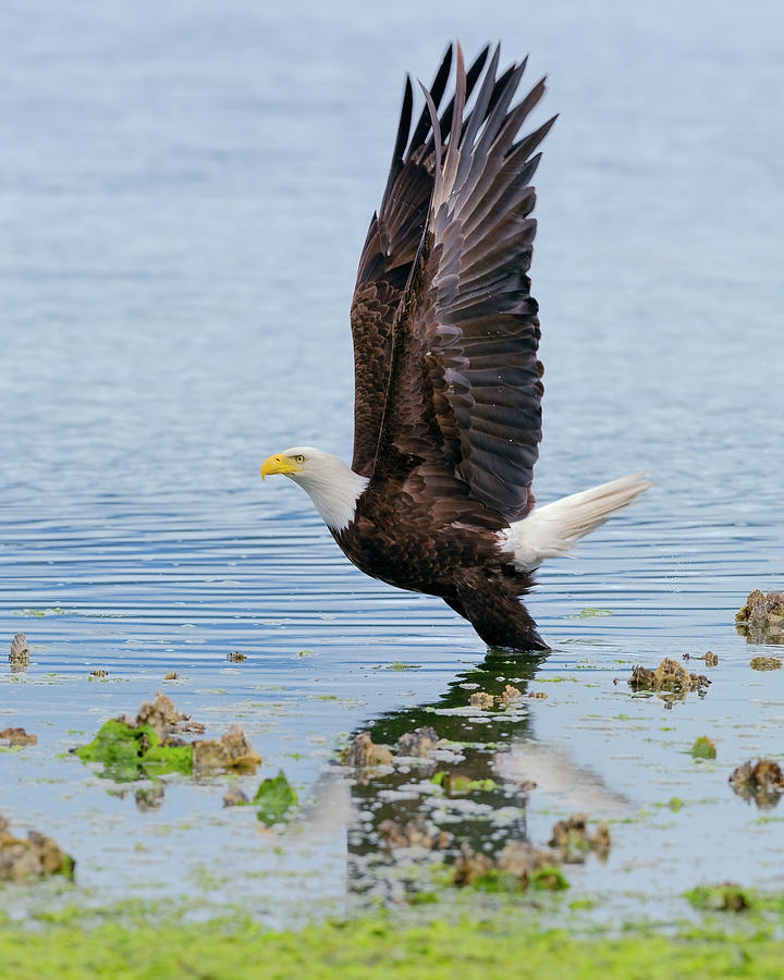 Bald Eagle takeoff Photograph by Gary Langley