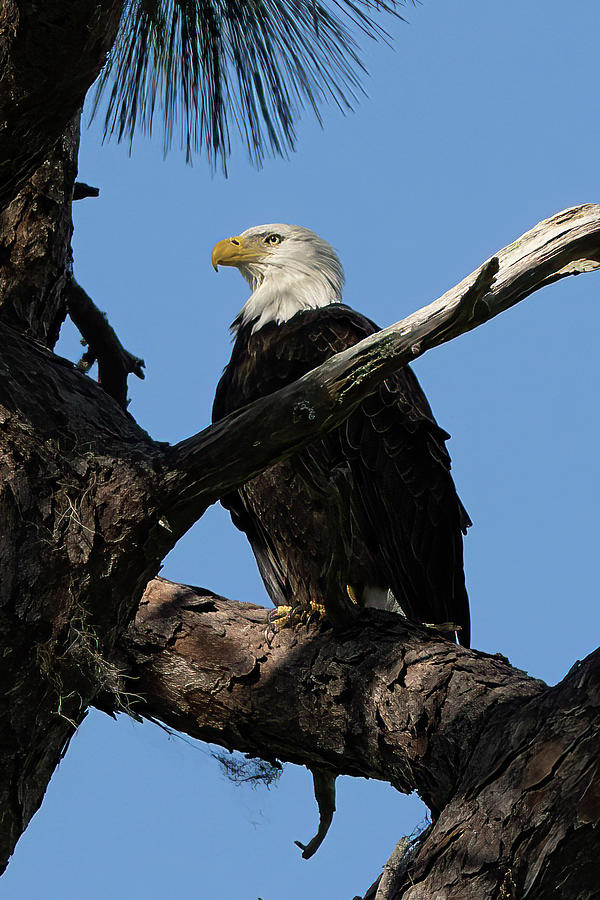 Bald Eagle Takes a Stand for America Photograph by Vincent Billotto
