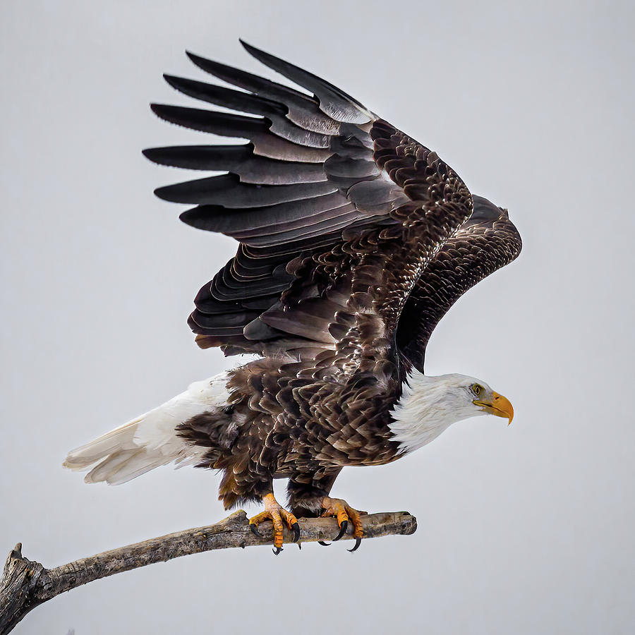 Bald Eagle Takes Flight Photograph By Brian Dobson - Fine Art America