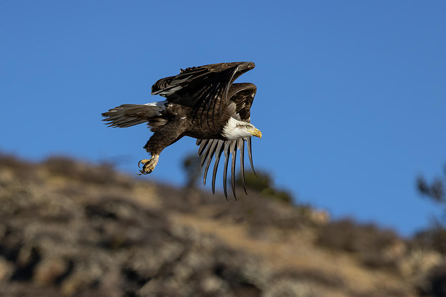Bald Eagle Takes Flight in the Colorado Foothills Photograph by Tony Hake