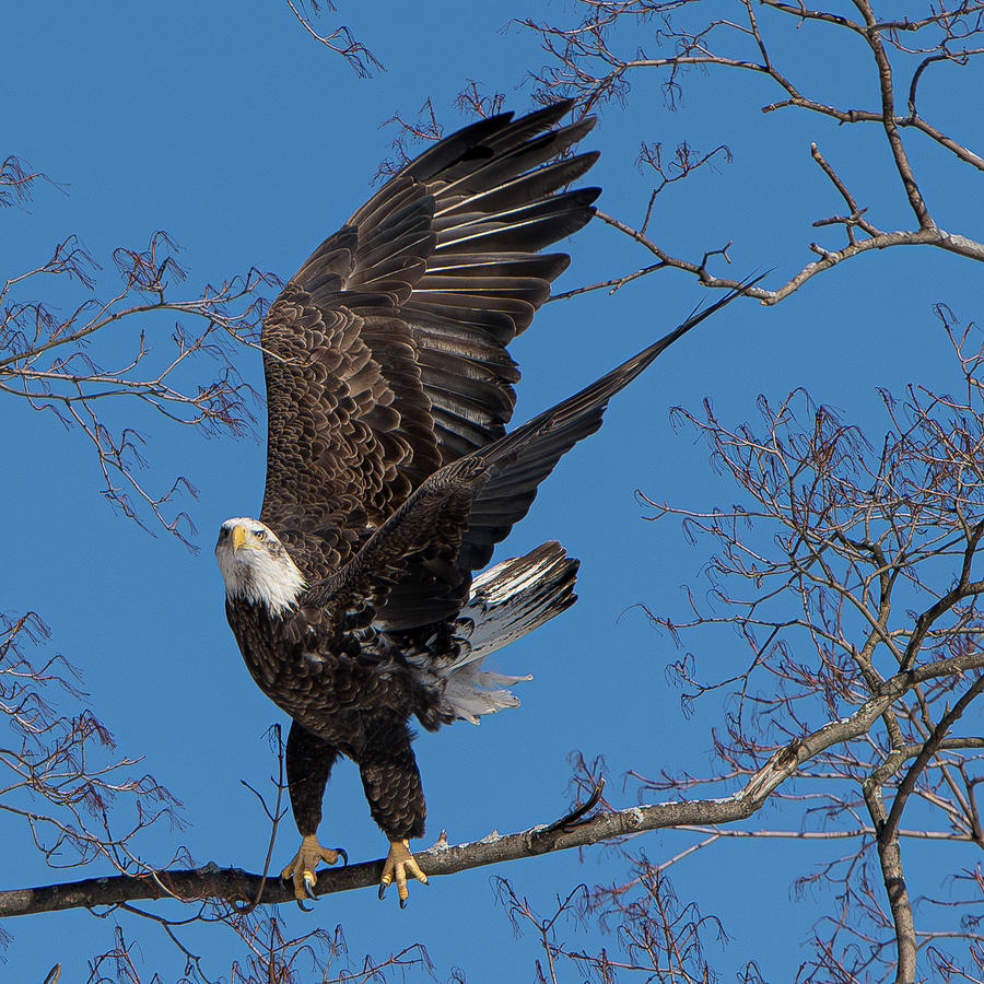 Bald Eagle Takes Flight Photograph by Kevin Suttlehan