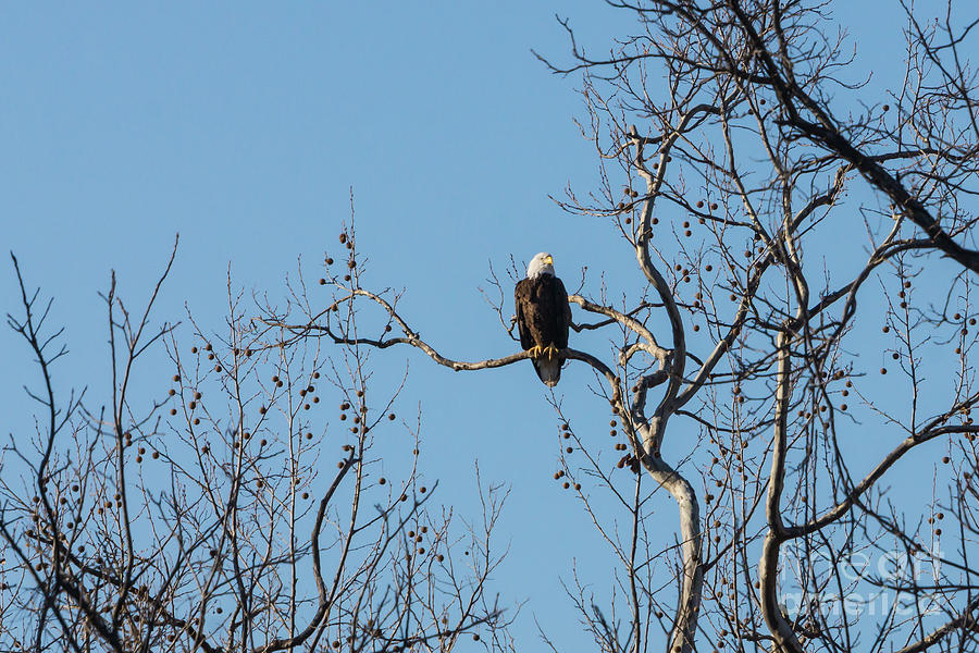 Bald Eagle Taking A Break Photograph by Jennifer White