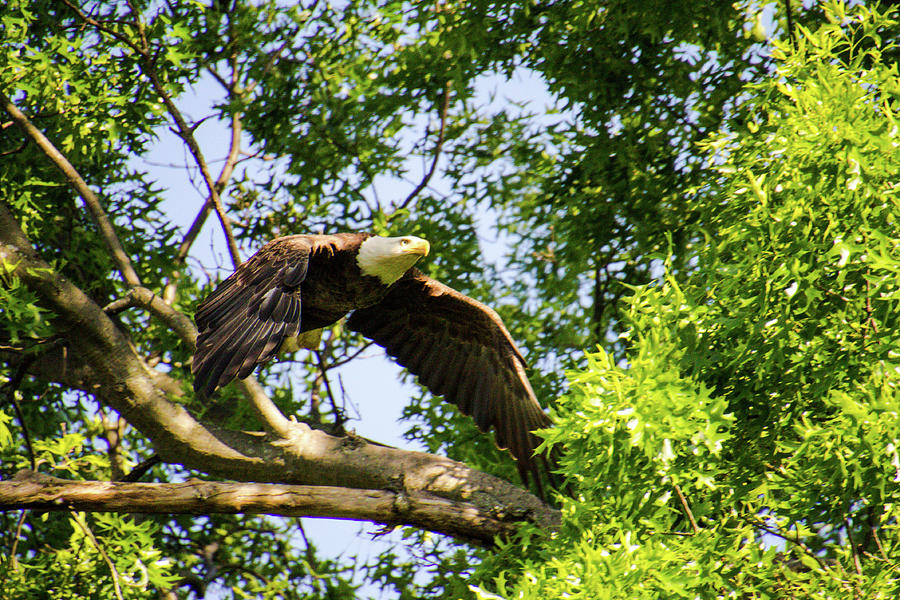 Bald Eagle Taking Flight Photograph