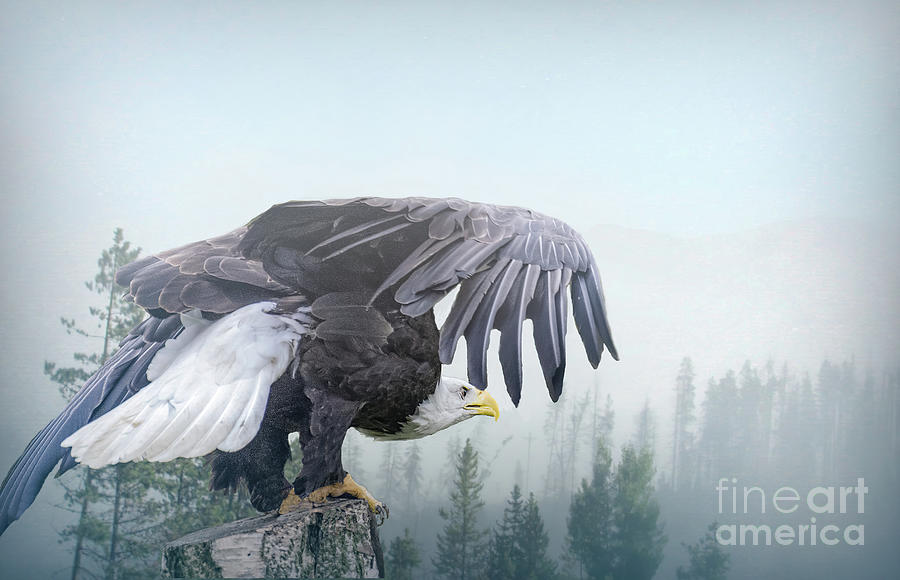 Bald Eagle Taking Off Digital Art