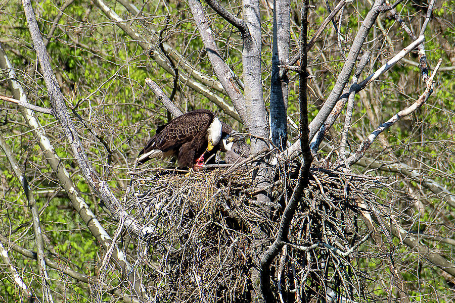 Bald eagle tearing meat off for the eaglet Photograph by Dan Friend