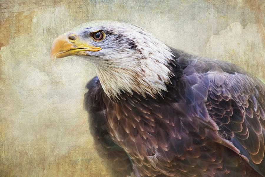 Bald Eagle - The Cloud Dweller Photograph by Peggy Collins