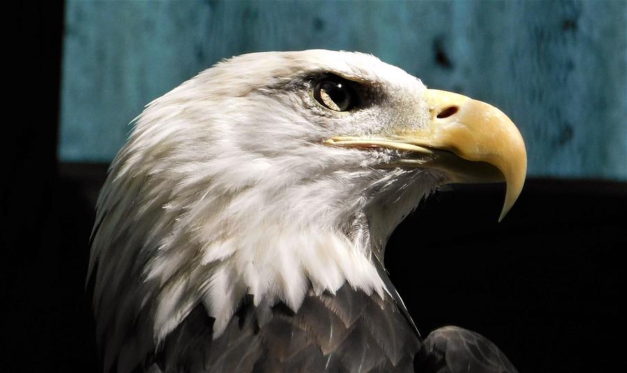 -  Bald Eagle Photograph by THERESA Nye
