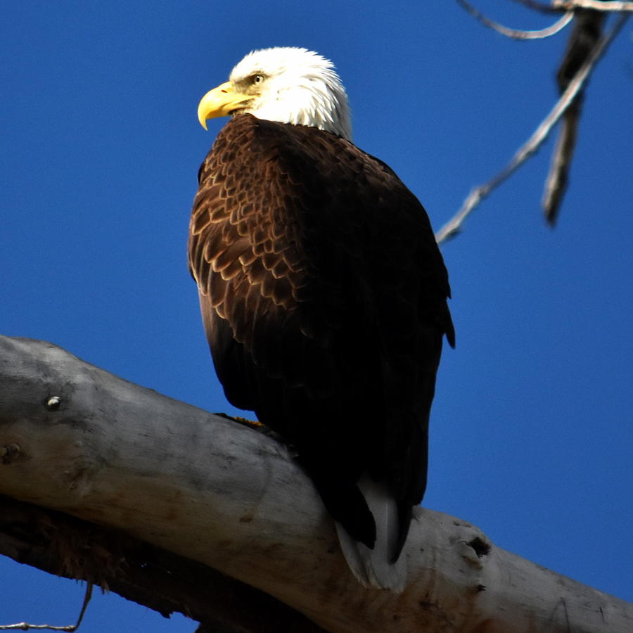 Bald Eagle Thinking Photograph By Nicholas Kittle - Fine Art America