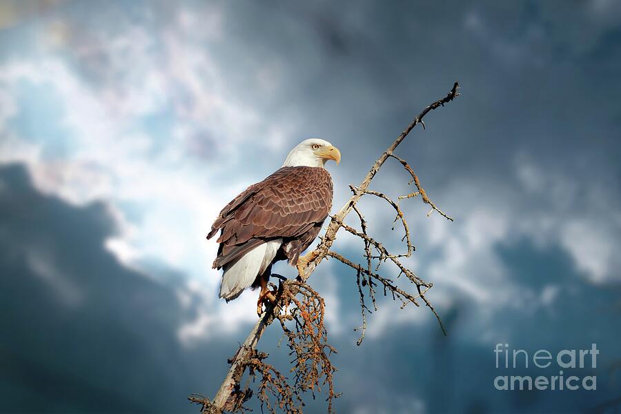 Bald Eagle Photograph by Thomas Nay