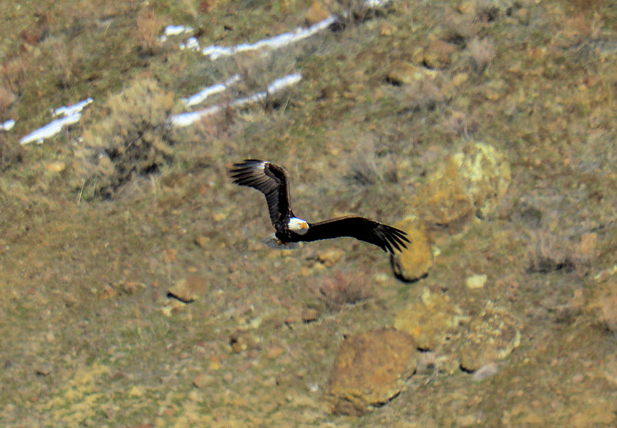 Bald Eagle Through The Canyon Photograph