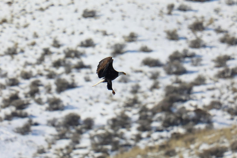Bald Eagle Through The Snowy Hills Photograph