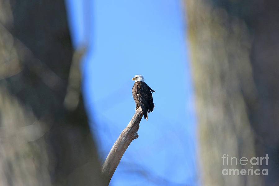 Bald Eagle Through the Trees 8003 Photograph by Jack Schultz