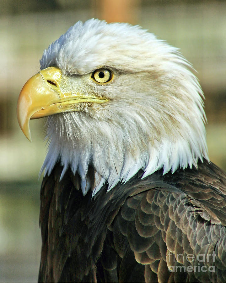 Bald Eagle Photograph by Tom Watkins PVminer pixs
