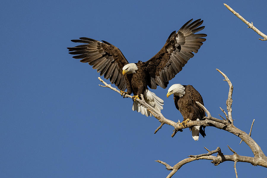 Bald Eagle Touches Down Next to its Mate Photograph by Tony Hake