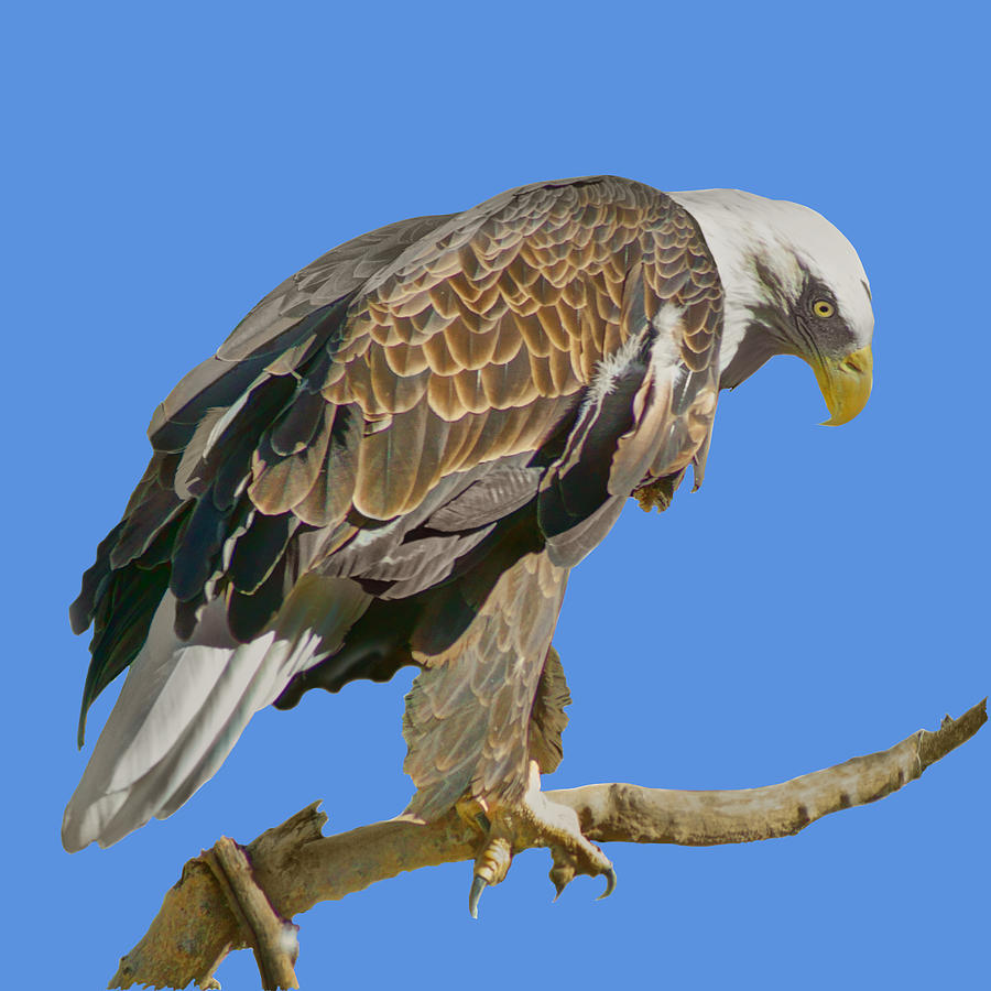 Bald Eagle - Transparent Photograph by Nikolyn McDonald