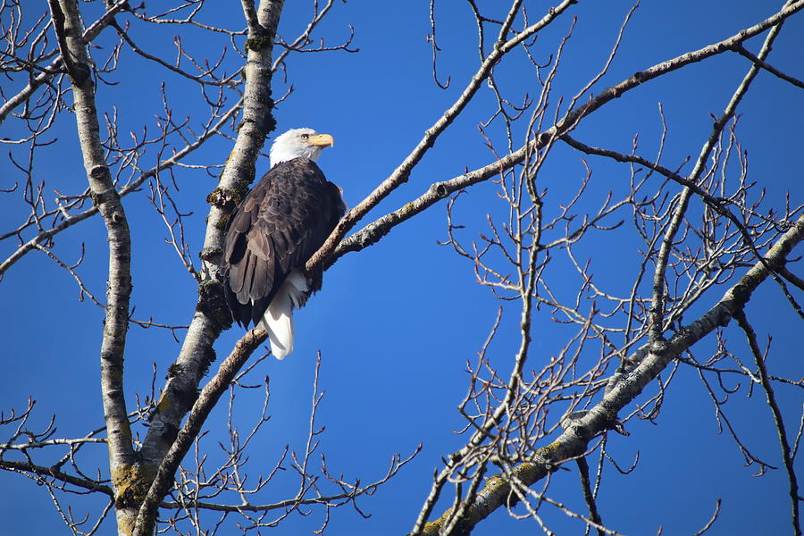 Bald Eagle Tree Perch Photograph