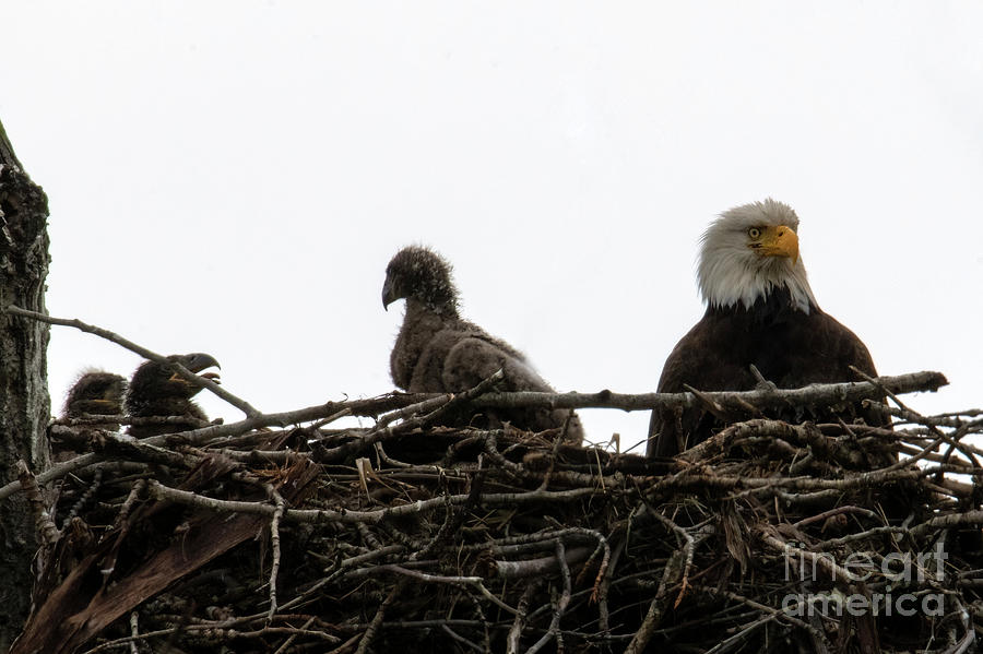Bald Eagle Triplets Photograph