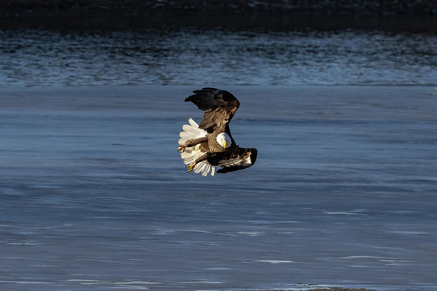 Bald Eagle Tucks for Landing Photograph by Tony Hake