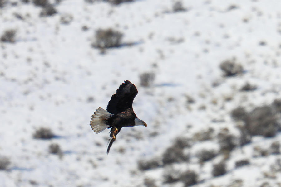 Bald Eagle Turns Through The Snowy Mountains Photograph