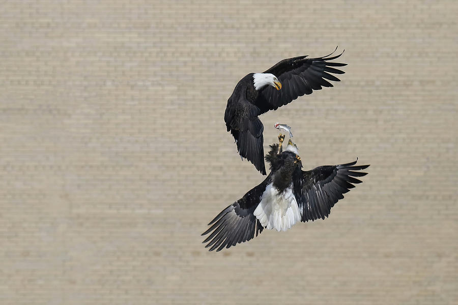 Bald Eagle Tussle Photograph by Brook Burling