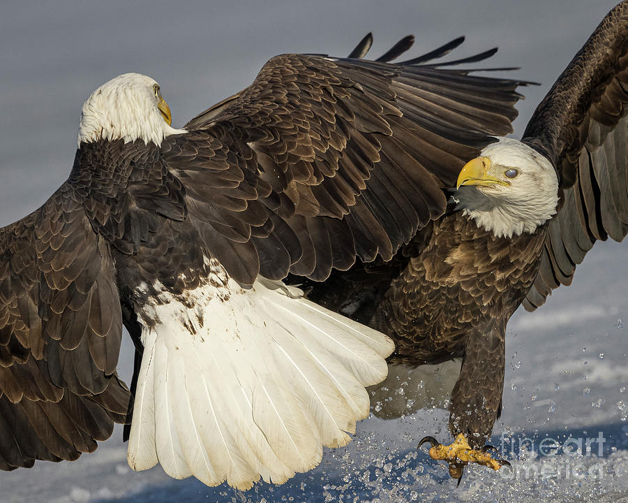 Bald Eagle tussle Photograph by Rudy Viereckl