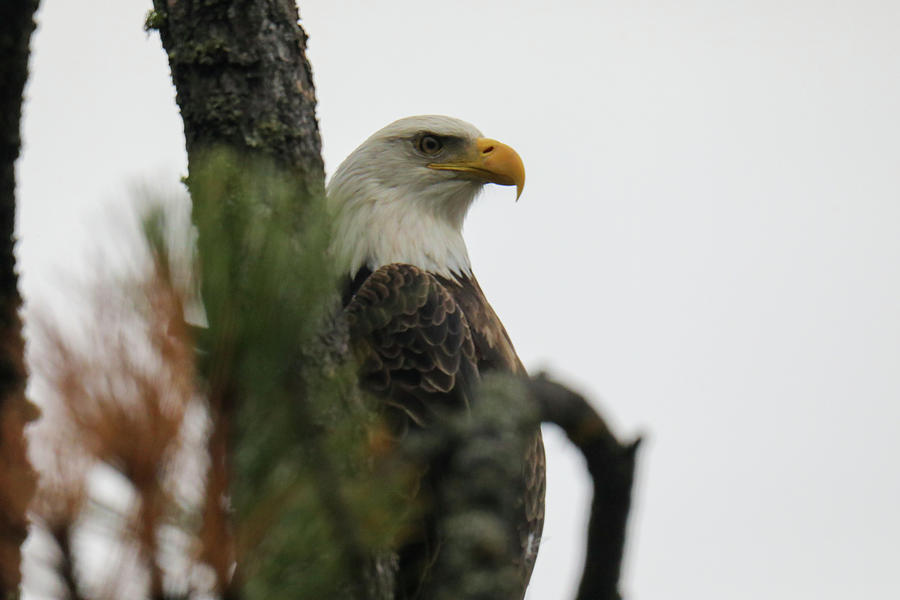 Bald Eagle Up Close Photograph