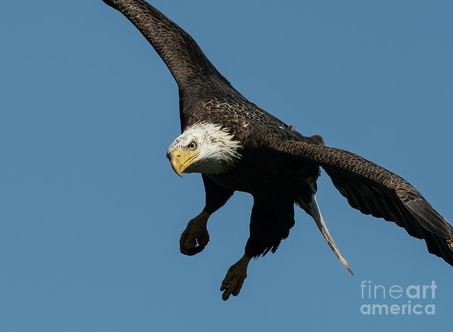 Bald eagle up-close Photograph by Sam Rino
