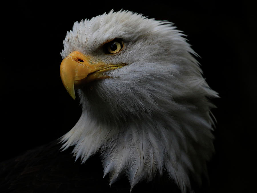 Bald Eagle Up Close Photograph by Steve McKinzie