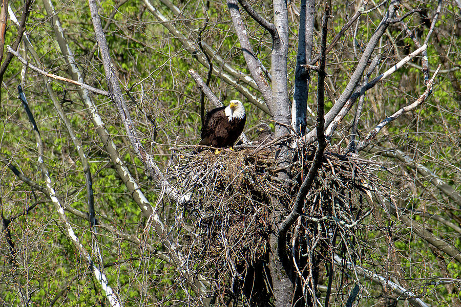 Bald eagle waiting for her mate to return with food Photograph by Dan Friend