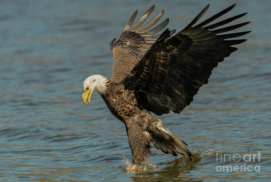 Bald Eagle walking on water  Photograph by Sam Rino