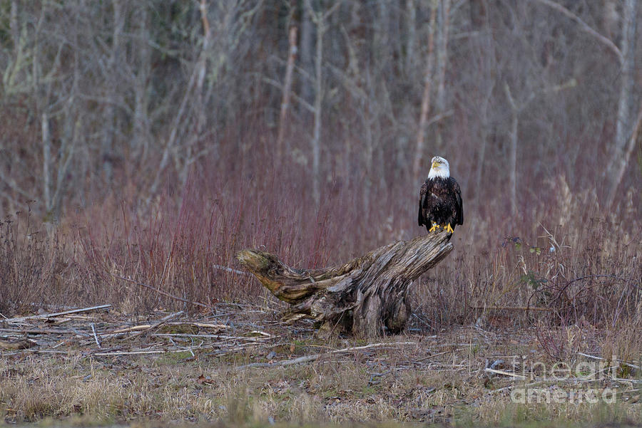 Bald Eagle Watches for Salmon in Skagit River  Photograph by Nancy Gleason