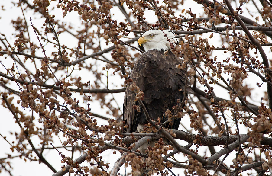 Bald Eagle Watching Photograph by Ray Congrove